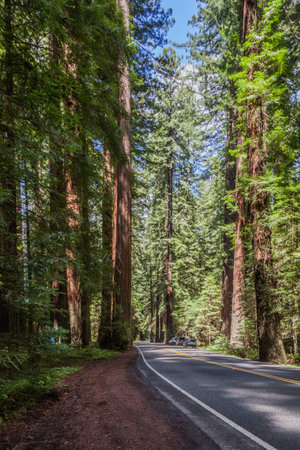 Forest area in a California Redwood trees areas, grove, driving thru Giant Redwood tree in the Avenue of the Giantsの写真素材