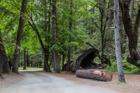Forest area in a California Redwood trees areas, Leggettの写真素材