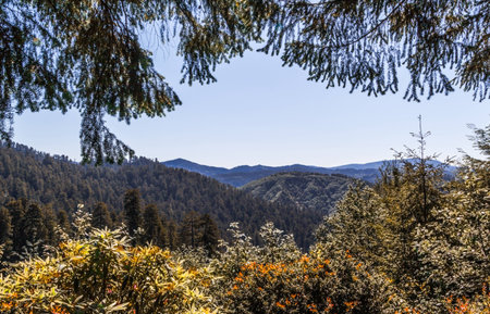 a view under the trees of the mountains on the northern California areaの写真素材