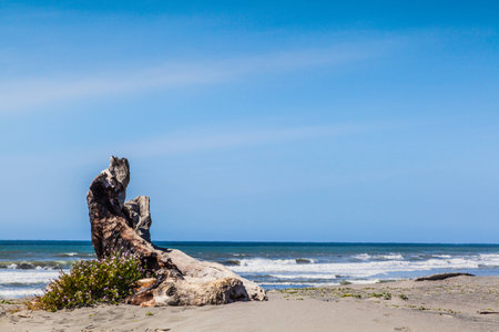 trunk of tree on the beach at the Humbolt lagoons are in the north of Californiaの写真素材
