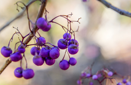 purple seedsの写真素材