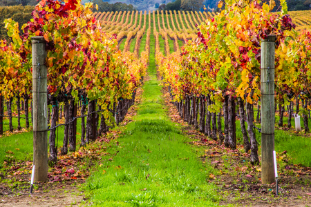vineyard view on a rainy and golden sunrise on the California Winery region of Napa and Sonomaの写真素材