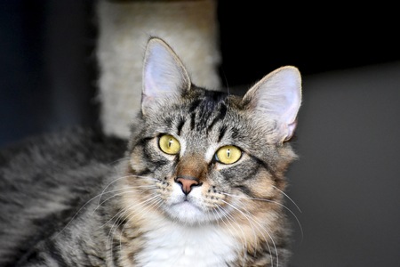 Cat laying down