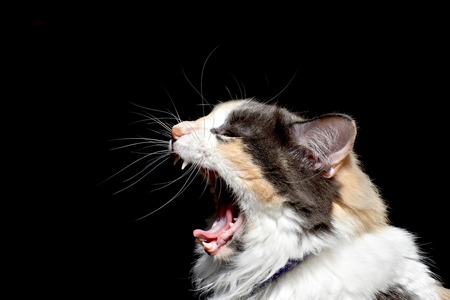 Calico cat yawningの写真素材