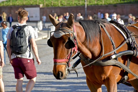 ROME, ITALY - APRIL 15, 2016: A horse attached to a carriage in Rome. Rome is a popular tourist destination in Italy.のeditorial素材