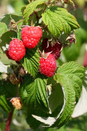 Raspberries  