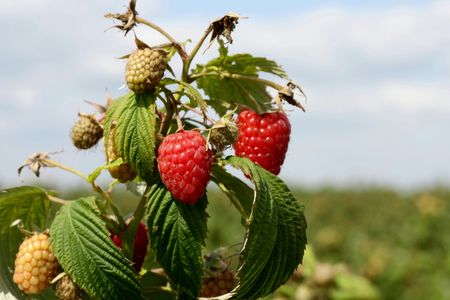 Raspberries  