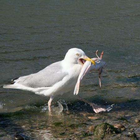 Goeland coming back from the fishingの写真素材