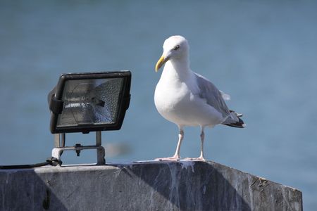 Gull starの写真素材