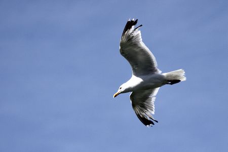 Gull in flight in Vendeeの写真素材