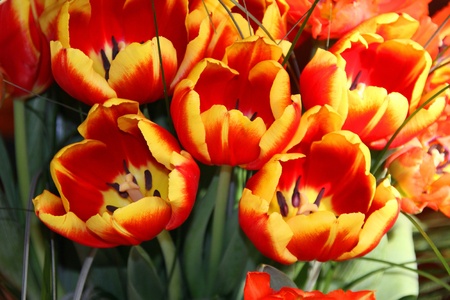 Tulips to be offeredの写真素材