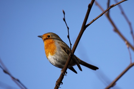 Robin in winterの写真素材