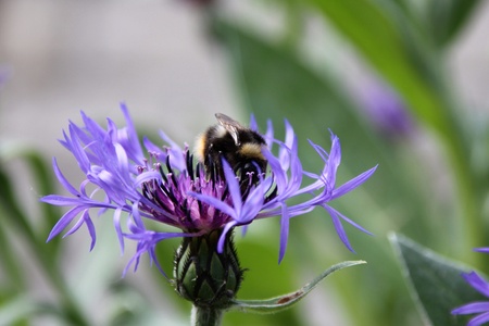 Flower of cornflower and bumblebee