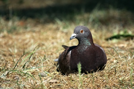Pigeon in observation on a lawnの写真素材