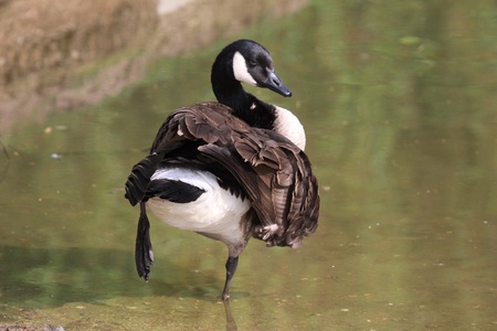 Goose barnacle with a beautiful attitudeの写真素材