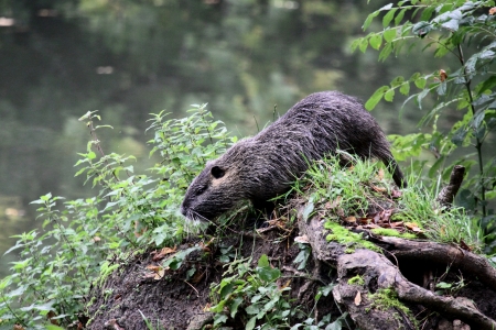 Coypu on a tree trunkの写真素材