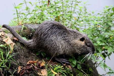 Coypu on a tree trunkの写真素材
