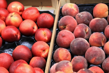 Peach and nectarineの写真素材