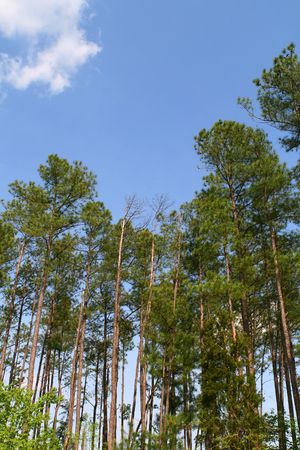Green trees
