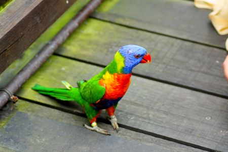 Beautiful Cute Little Loryの写真素材