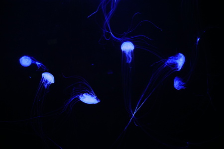 Jellyfishes in an aquariumの写真素材