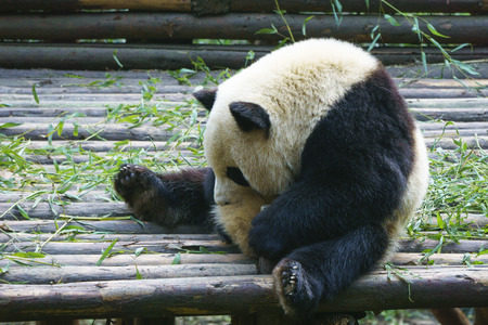 pandaの写真素材