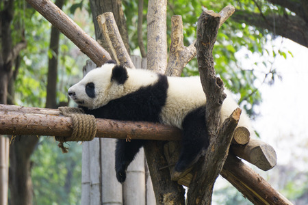 pandaの写真素材