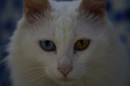 Cat with Heterochromiaの写真素材