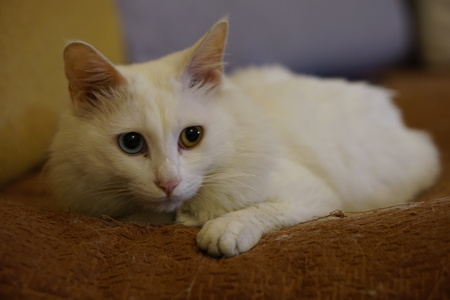 Cat with Heterochromiaの写真素材