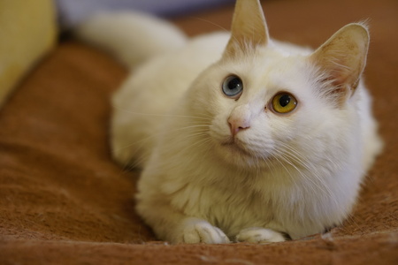 Cat with Heterochromiaの写真素材