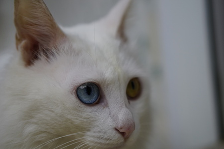 Cat with Heterochromiaの写真素材