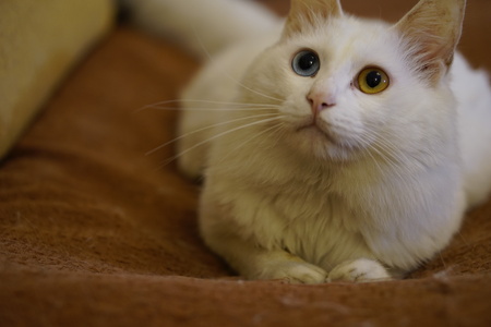 Cat with Heterochromiaの写真素材
