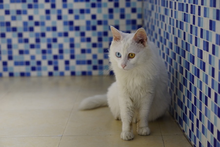 Cat with Heterochromiaの写真素材