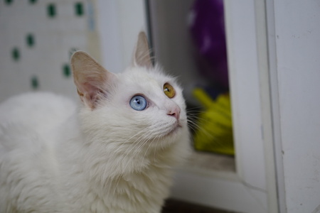 Cat with Heterochromiaの写真素材