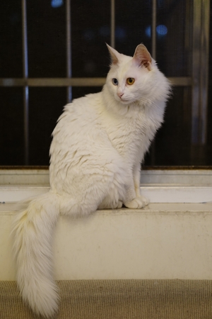 Cat with Heterochromiaの写真素材
