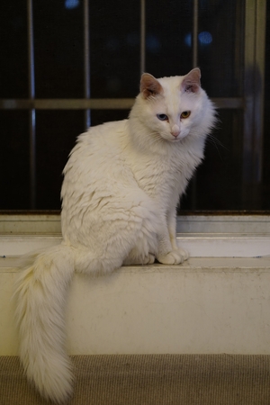 Cat with Heterochromiaの写真素材