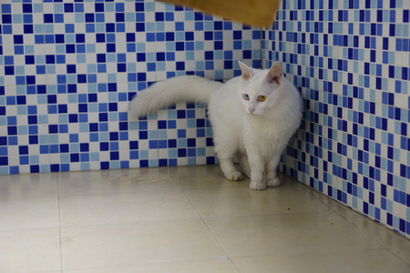 Cat with Heterochromiaの写真素材
