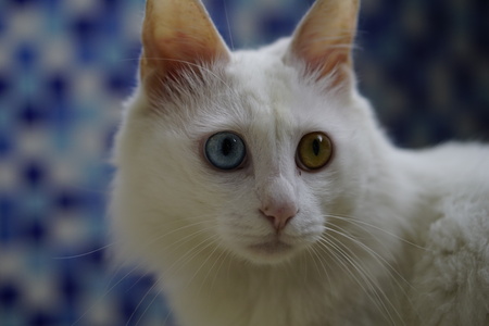 Cat with Heterochromiaの写真素材