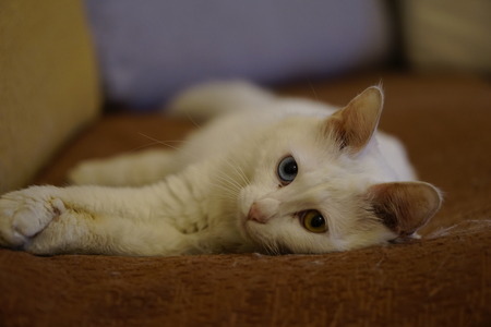 Cat with Heterochromiaの写真素材