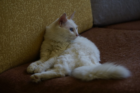 Cat with Heterochromiaの写真素材