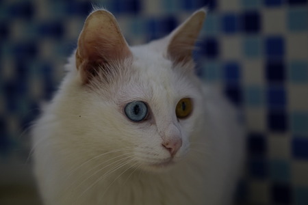Cat with Heterochromiaの写真素材