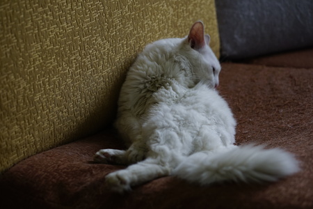 Cat with Heterochromiaの写真素材