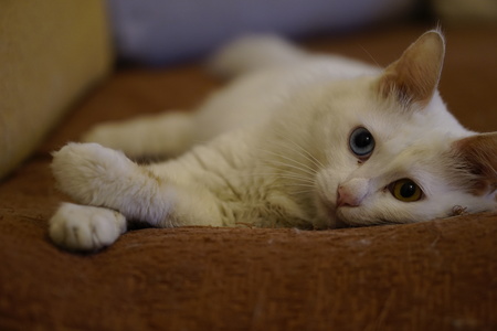Cat with Heterochromiaの写真素材