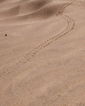 Trail of a beetle in the namib desertの写真素材