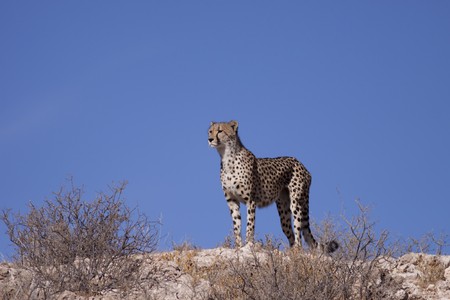 Female cheetah on the lookout for prey in South Africaの写真素材