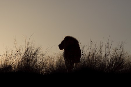 Rim light outlining a male lion, at sunriseの写真素材