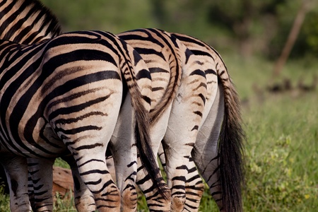 The rear-end of three Zebrasの写真素材