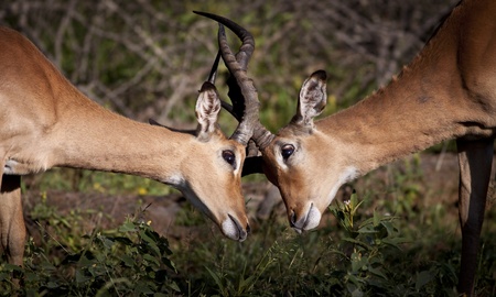 Two impala males locking hornsの写真素材