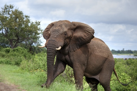 Big male elephant crossing the roadの写真素材