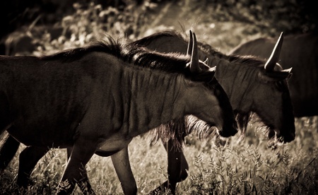 Two wildebeest walking in syncの写真素材
